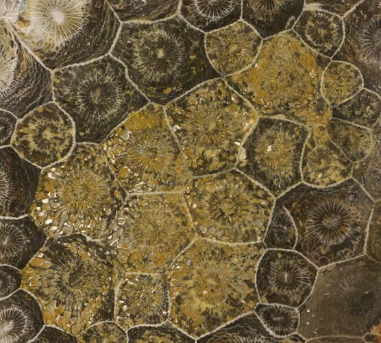 Polished Fossil Coral (Actinocyathus) - Morocco #100582